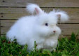 Ангора (Angora) / и полиамид/ меринос/хлопок/вискоза/