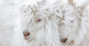M.ORO CASHMERE